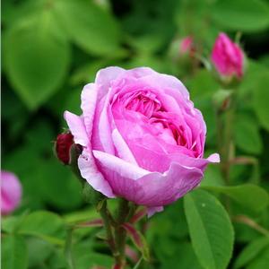 Fleurs rose bien pleines à forme rosette, parfum très intense.